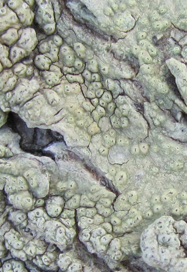 Pertusaria sp. Photo: Pat McCarthy