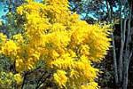 Acacia boormanii - Photo M. Fagg A3435