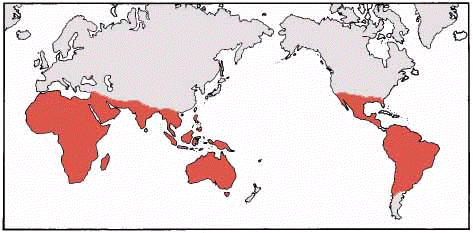 Map showing world-wide distribution of Acacia