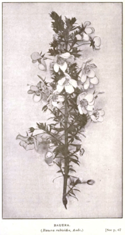 Bauera rubioides