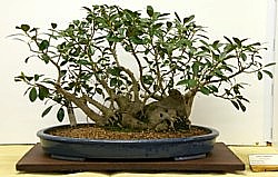 photo of bonsai - click to enlarge