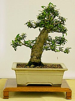 photo of bonsai - click to enlarge