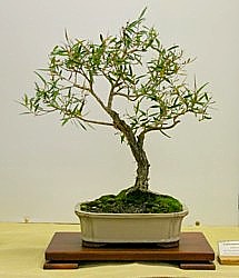 photo of bonsai - click to enlarge