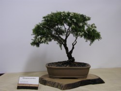 photo of bonsai - click to enlarge