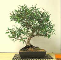 photo of bonsai - click to enlarge