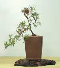 photo of bonsai - click to enlarge