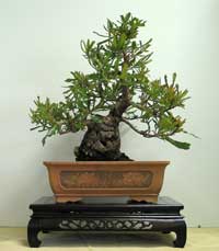 photo of bonsai - click to enlarge