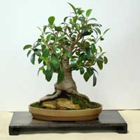 photo of bonsai - click to enlarge