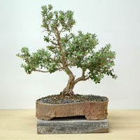 photo of bonsai - click to enlarge