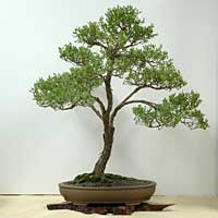 photo of bonsai - click to enlarge