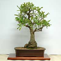 photo of bonsai - click to enlarge