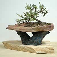 photo of bonsai - click to enlarge