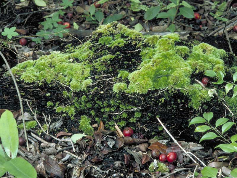 Leucobryum subchlorophyllosum