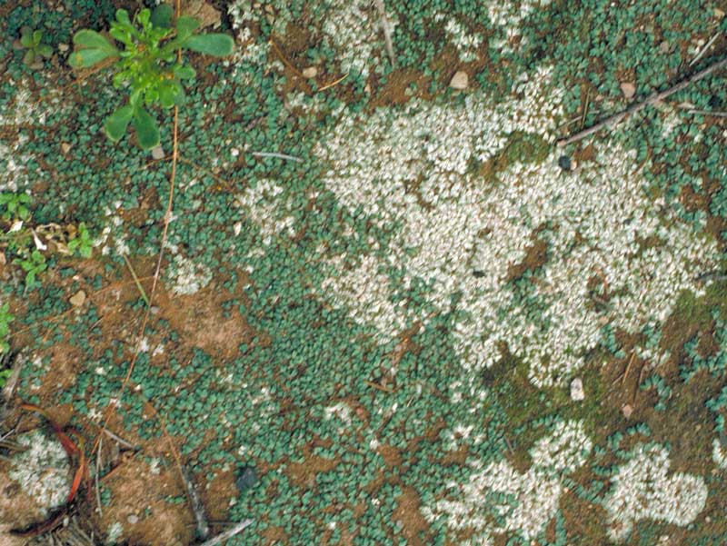 Riccia limbata  and  Riccia albida