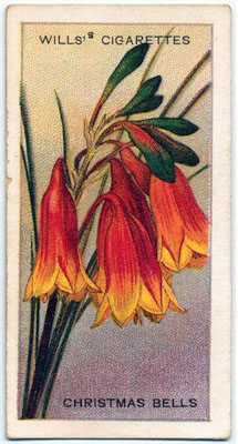 cigarette card front