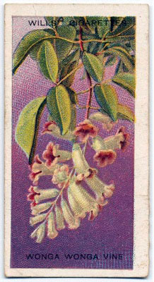 cigarette card front