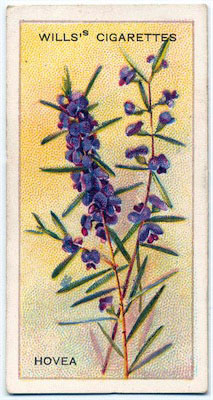 cigarette card front