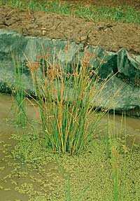 Juncus usitatus in a waste treatment wetland