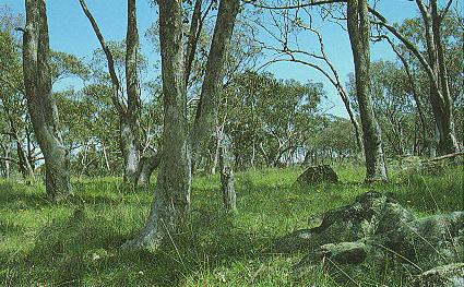 photo: white box woodland