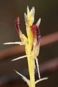 Cryptostylis hunteriana