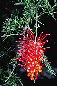 Grevillea treueriana