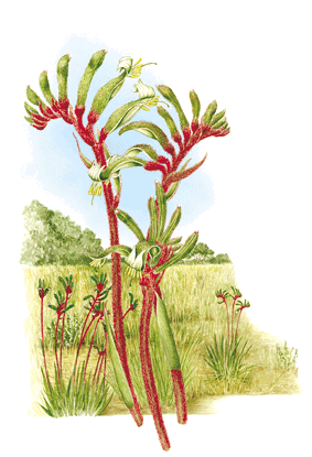 illust: Marion Westmacott ©ANBG