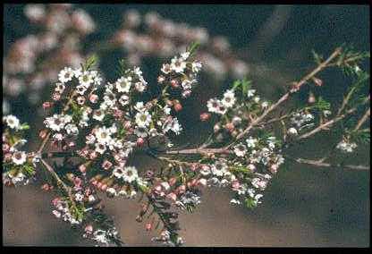 photo: Thryptomene ericaea - Centenary Starburst