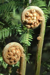 Dicksonia antarctica crozier