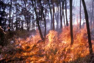 fire on Black Mountain, Canberra