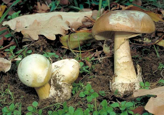 Amanita phalloides 