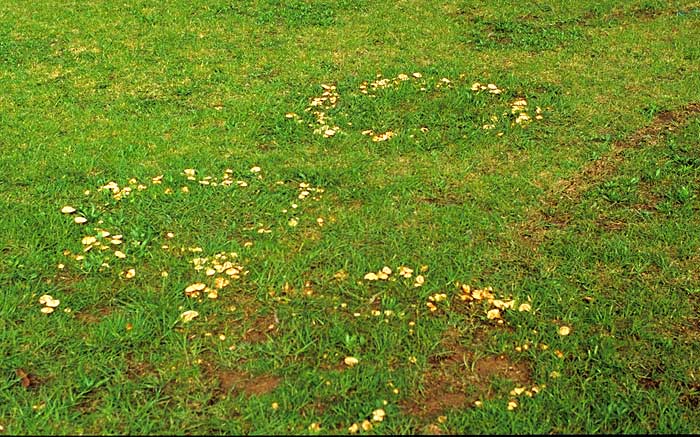 photo: Marasmius oreades