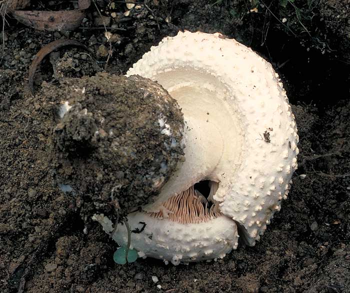 photo: Amanita partial veil