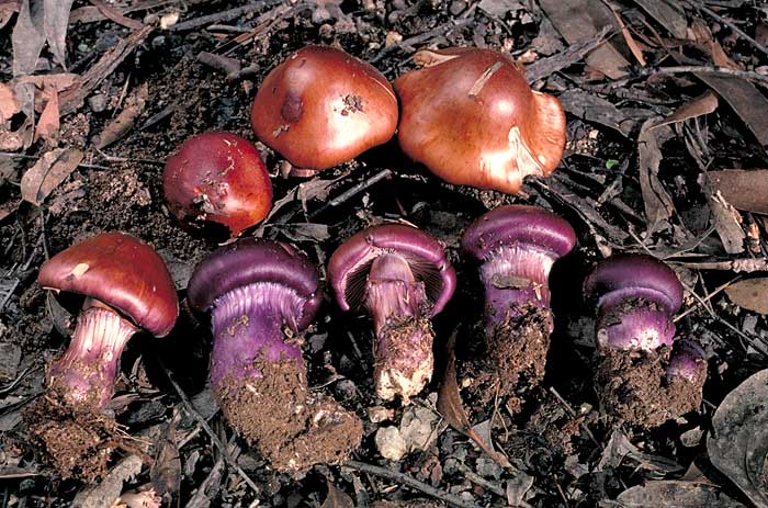 Cortinarius archeri