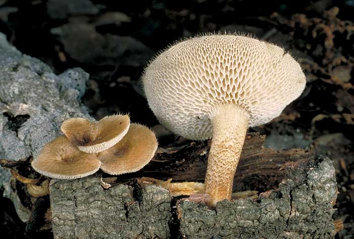 photo: Polyporus arcularius