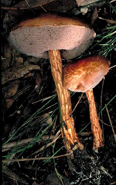 photo: Austroboletus sp.