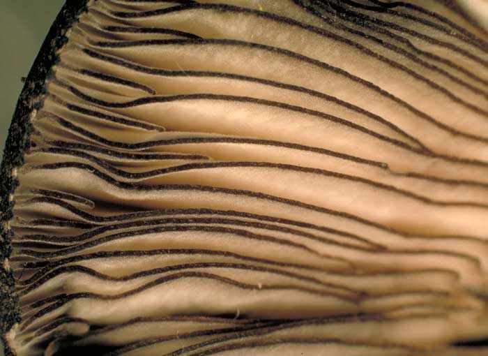 photo: Pluteus atromarginatus gills