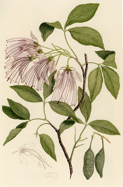 illustration: Crateva religiosa