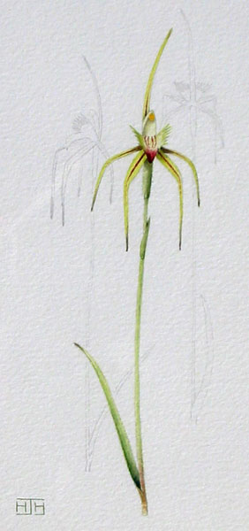 illustration: Caladenia tentaculata