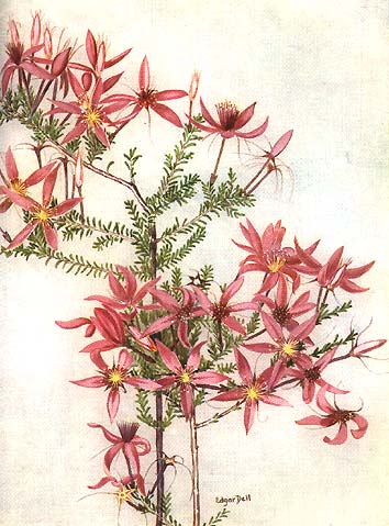 illustration: Calytrix fraser