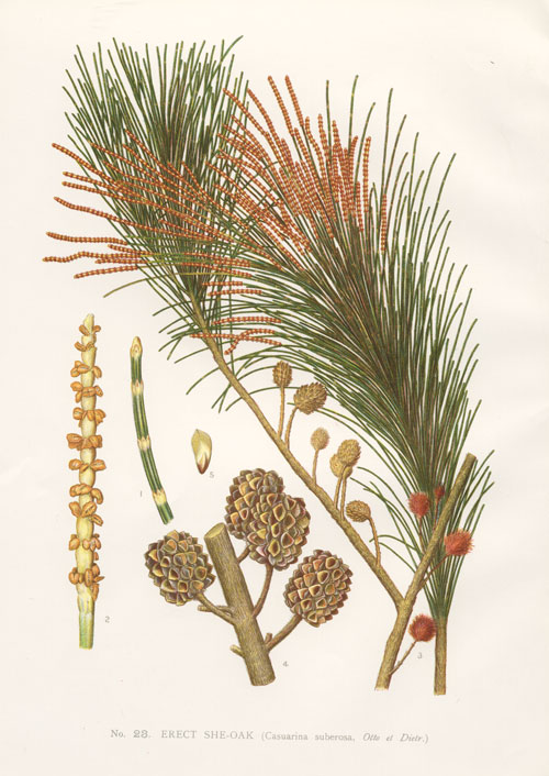 illustration: Allocasuarina littoralis