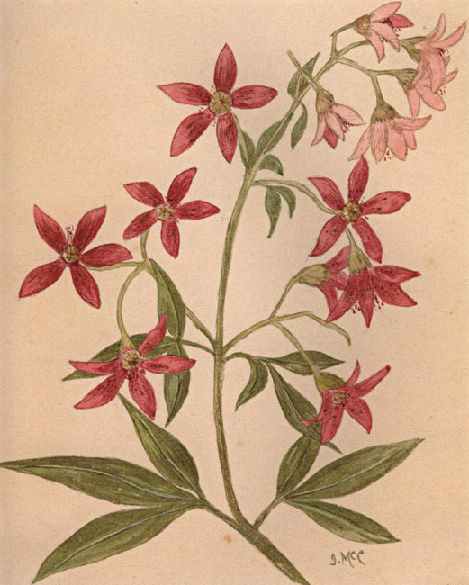 illustration: Ceratopetalum gummiferum