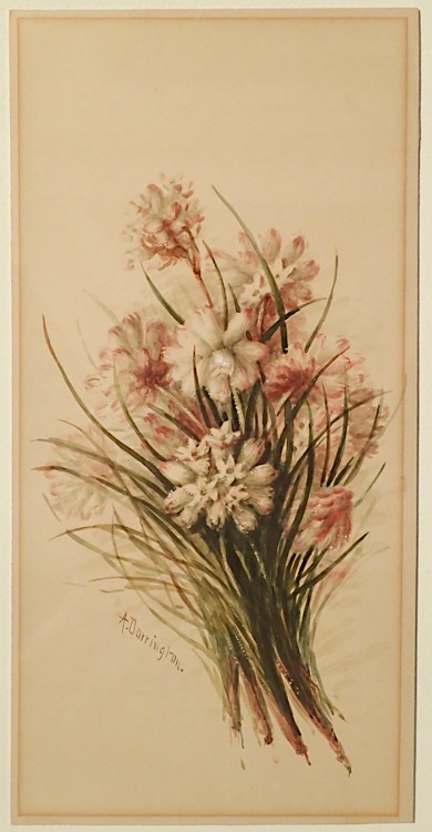 illustration: Thysanotus juncifolius