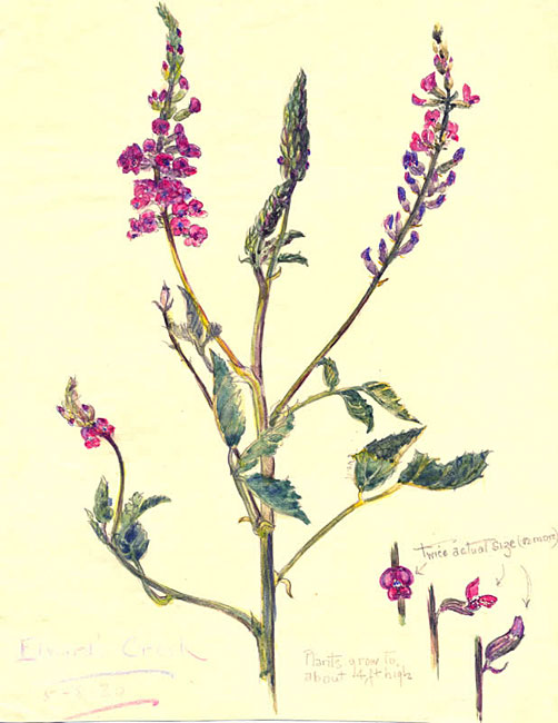 illustration: Thysanotus juncifolius