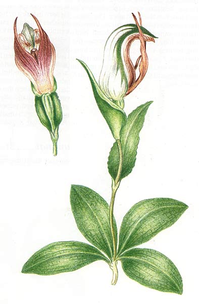 illustration: Pterostylis cucullata