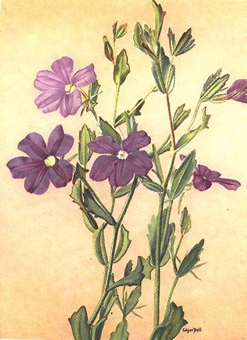 illustration: Scaevola striata