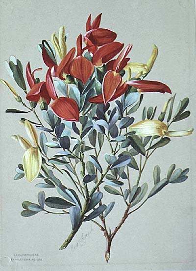 illustration: Templetonia retusa