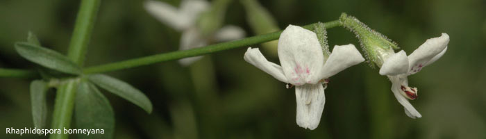 flower image