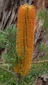 banksia