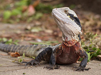 Eastern Water Dragon