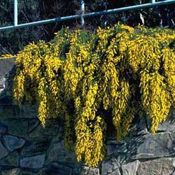 Acacia 'Gold Lace'